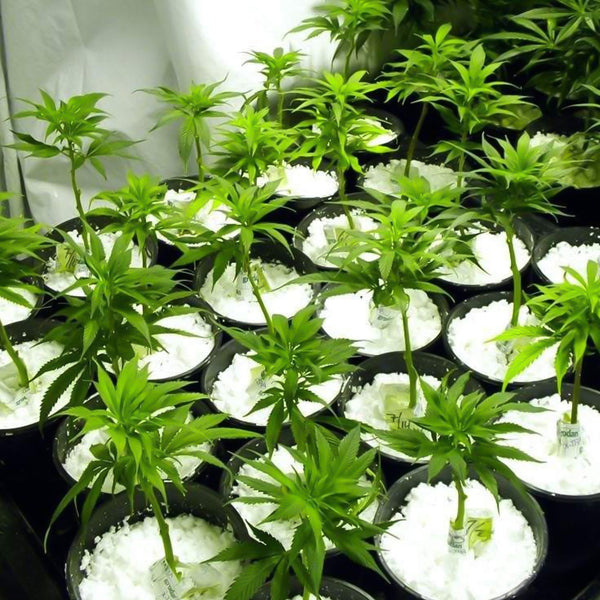 Paradise Perlite for Hydroponics &amp; Horticulture Terrace Gardening Soil Conditioner (250 GM) - luckystorebuy.in