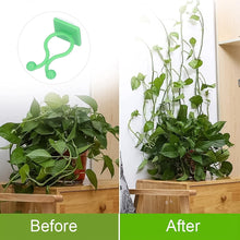 Plant Climbing Wall Fixture Clip Self - Adhesive Hook (100 Pcs Set) - luckystorebuy.in